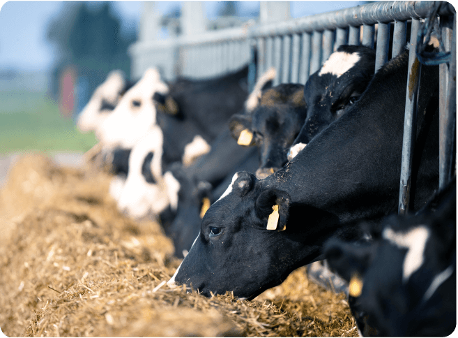 Importancia de las premezclas en la nutrición animal