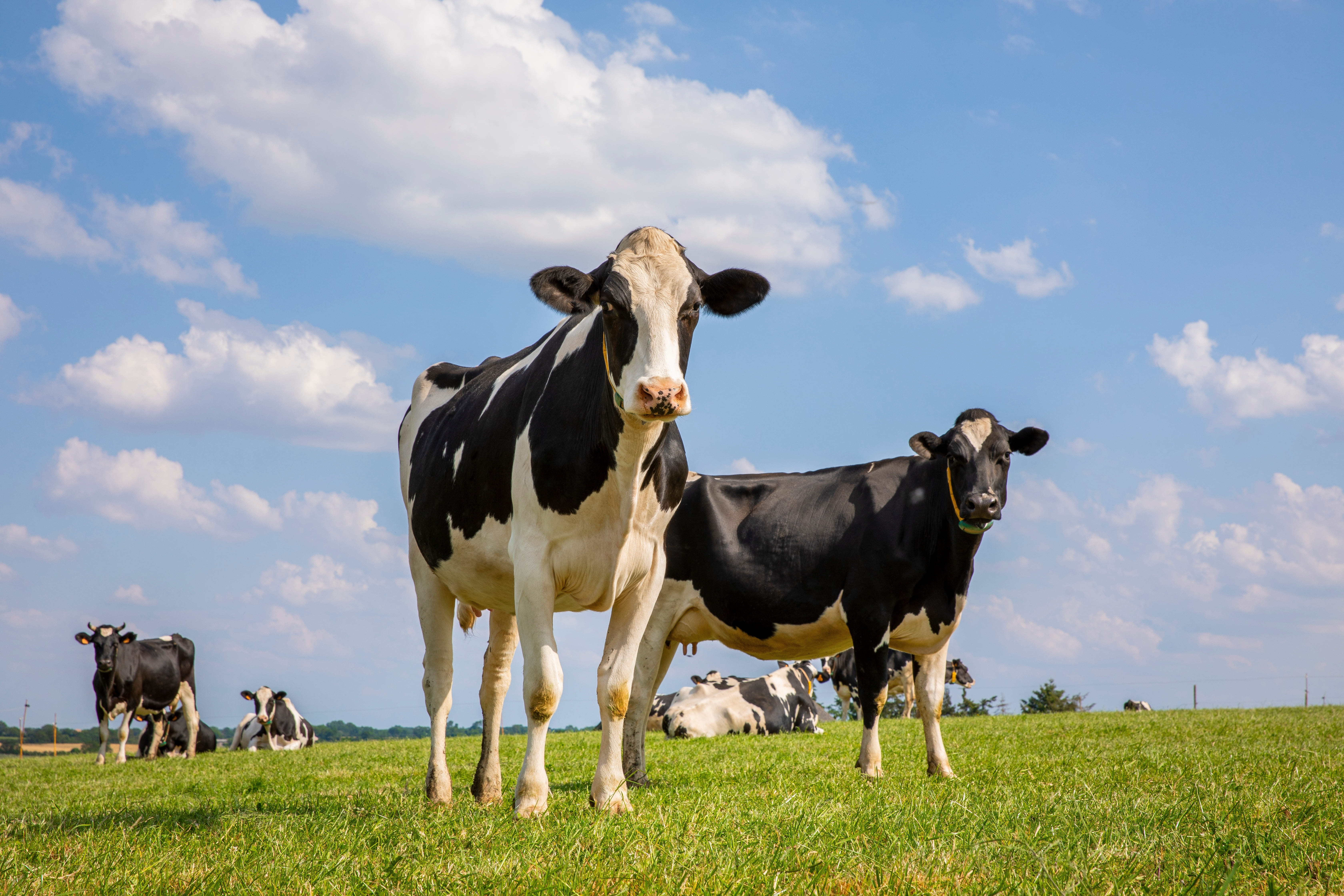 Desafíos de la vaca lechera moderna: soluciones nutricionales y no nutricionales para mejorar la producción de leche