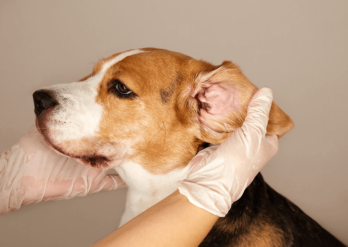 Guía para tratar otitis en perros: limpieza de oídos y aplicación de fármacos