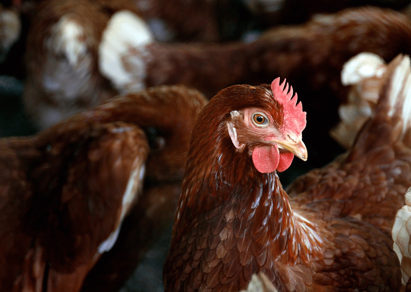 Tifoidea aviar en aves de corral: síntomas, transmisión y prevención eficaz