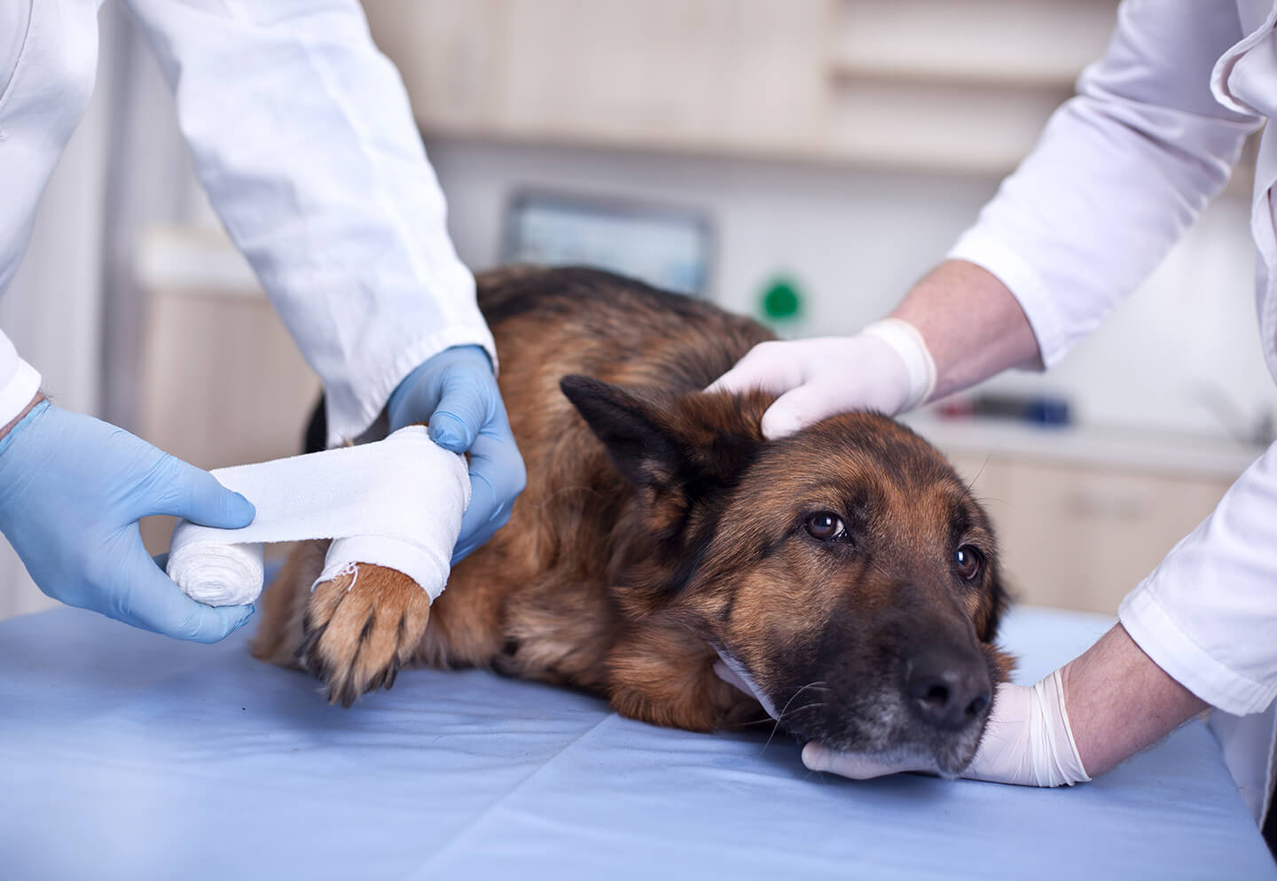 Cómo tratar heridas abiertas en perros: limpieza, cuidado y prevención