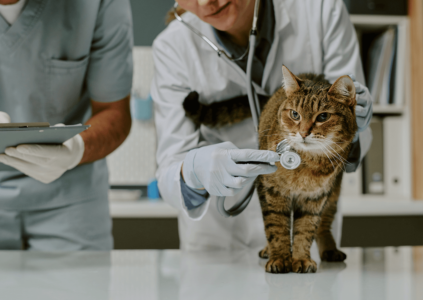 Leucemia felina (FeLV) en gatos: qué es, síntomas, diagnóstico y prevención