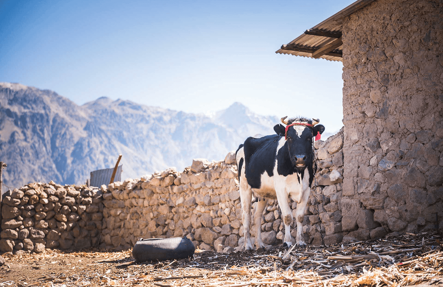 Estrés térmico en vacas lecheras: cómo influye en el recuento de células somáticas y qué medidas aplicar
