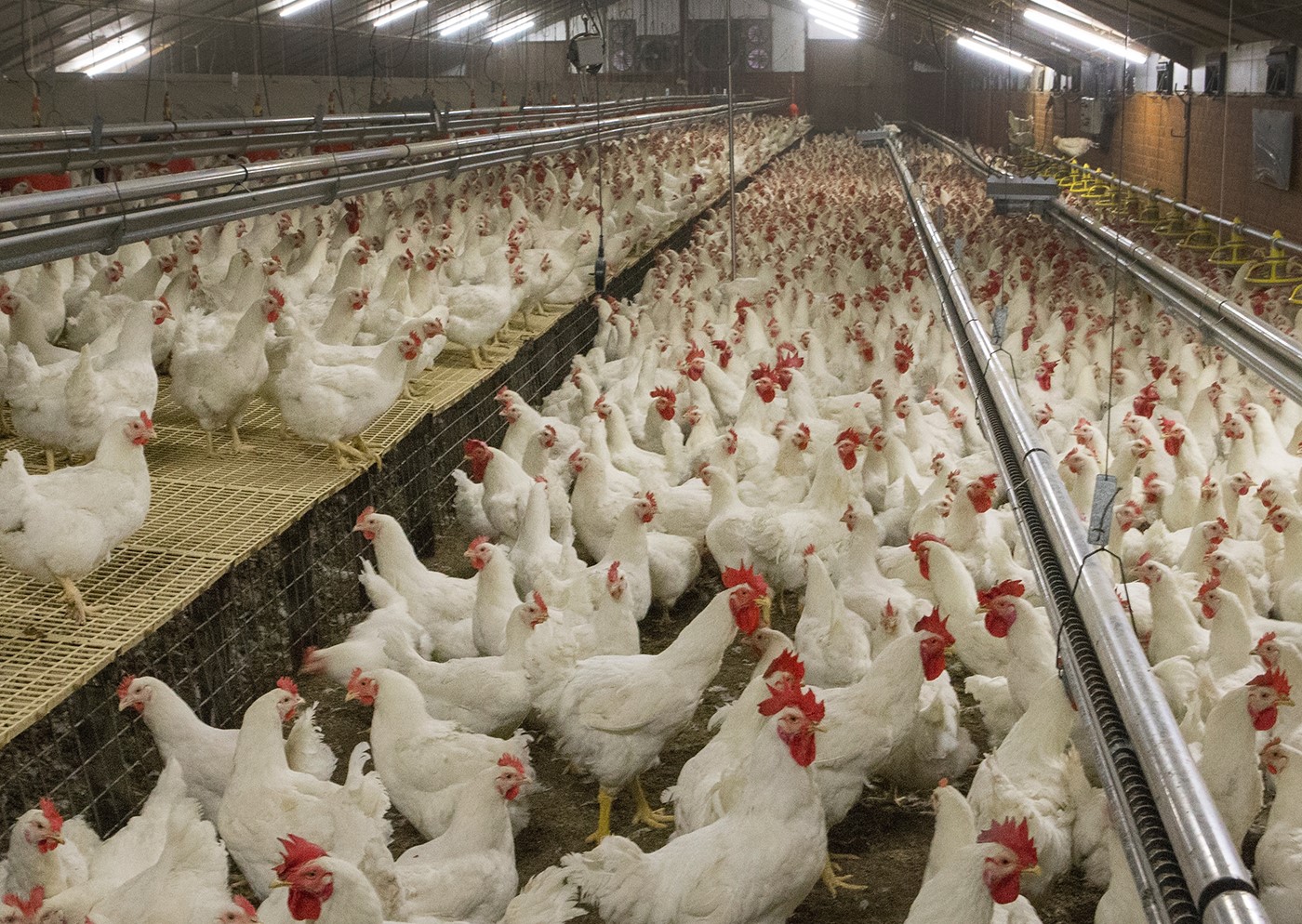Efecto inmunoestimulante del levamisol en aves y su impacto en la respuesta a la vacunación