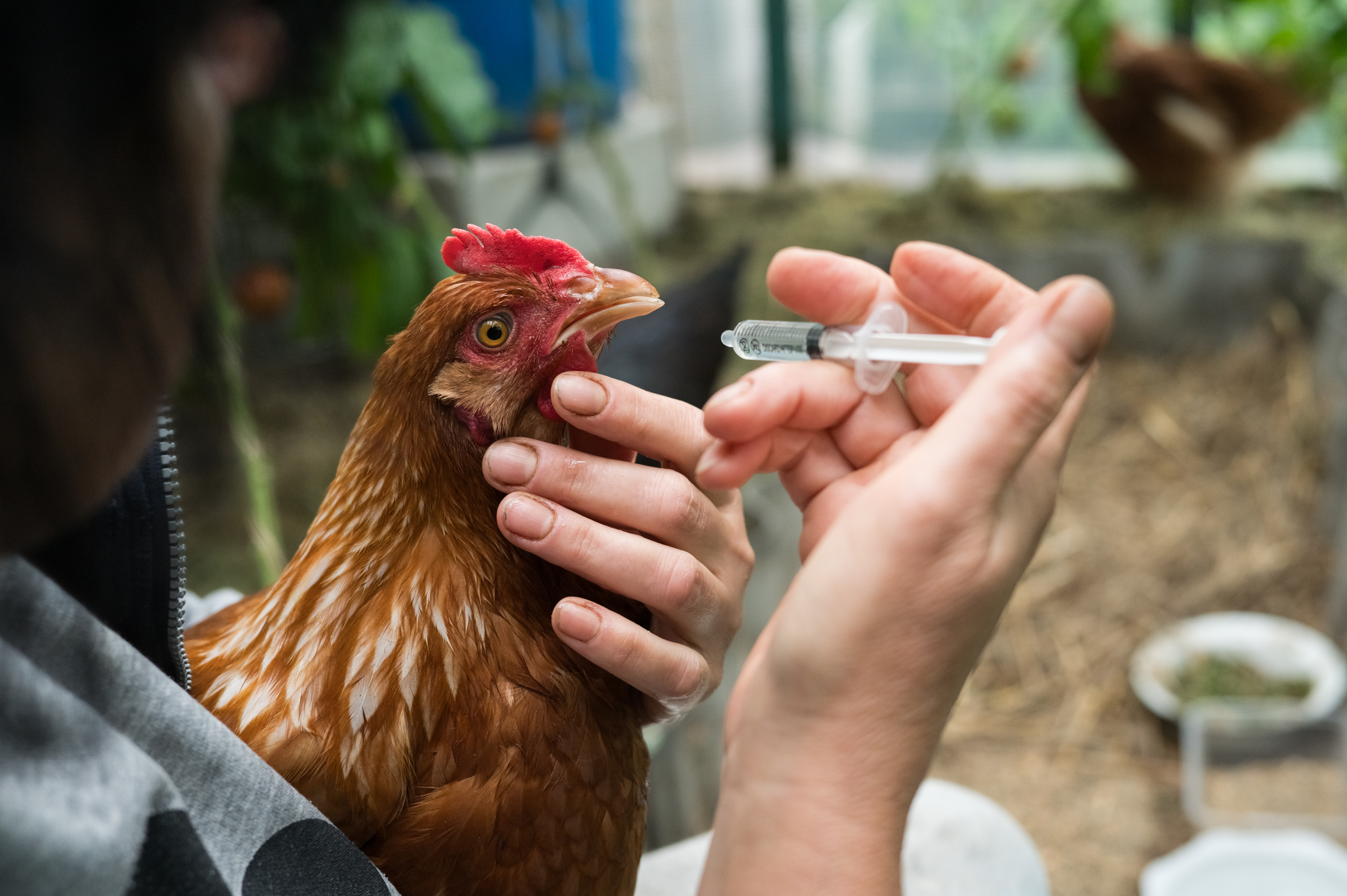 Enfermedad de Newcastle en aves: síntomas, diagnóstico y vacunación
